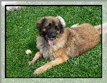 Leonberger, pi�eczka